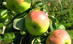Яблоки Богатырь: суперфрукт для здоровья и энергии